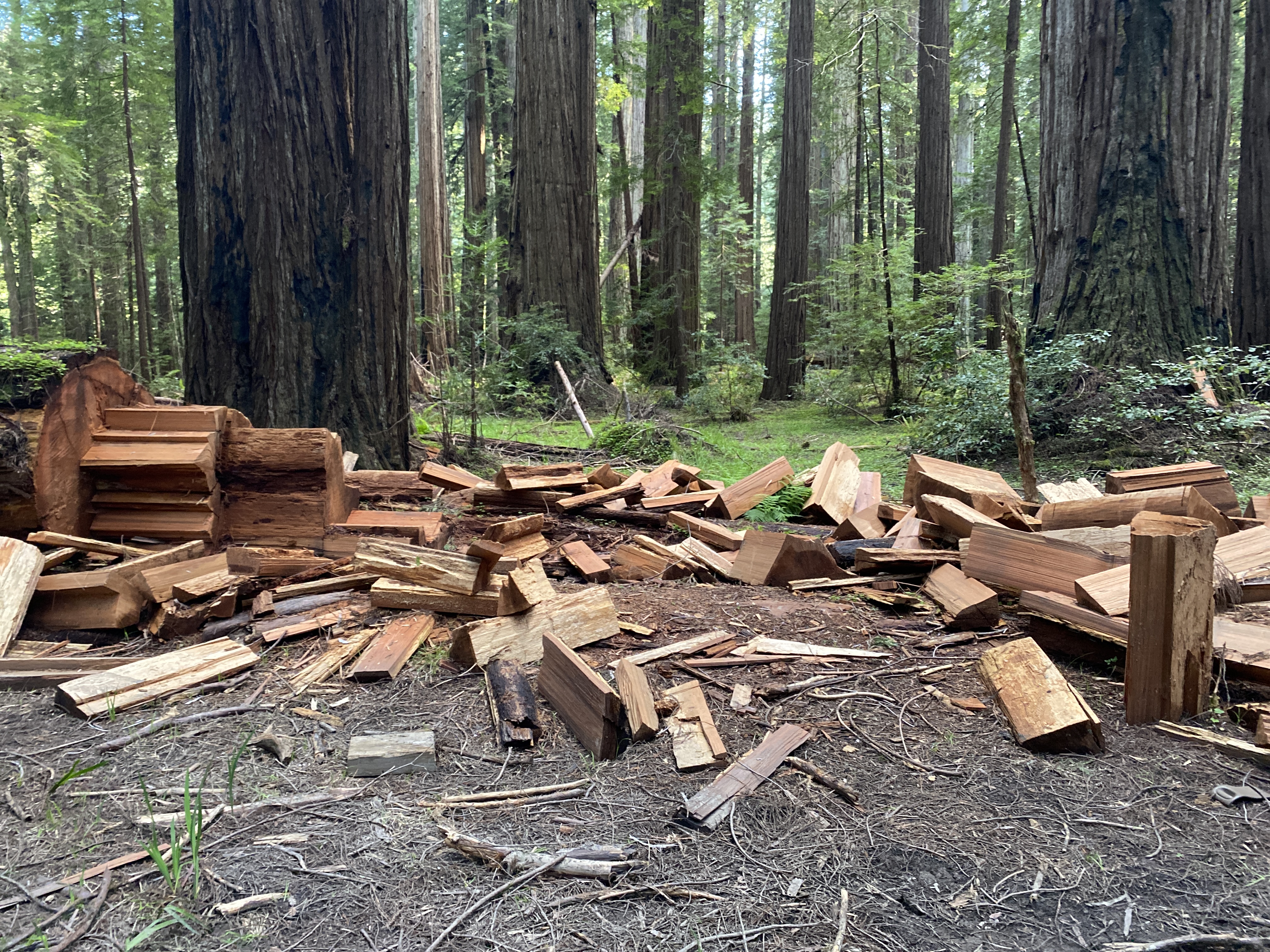 Humboldt Redwoods State Park poaching aftermath in daytime. Humboldt Redwoods State Park poaching aftermath in daytime.